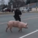 ‘Albert Einswine’ leads police on 30-minute ‘pursuit’ – Law Officer